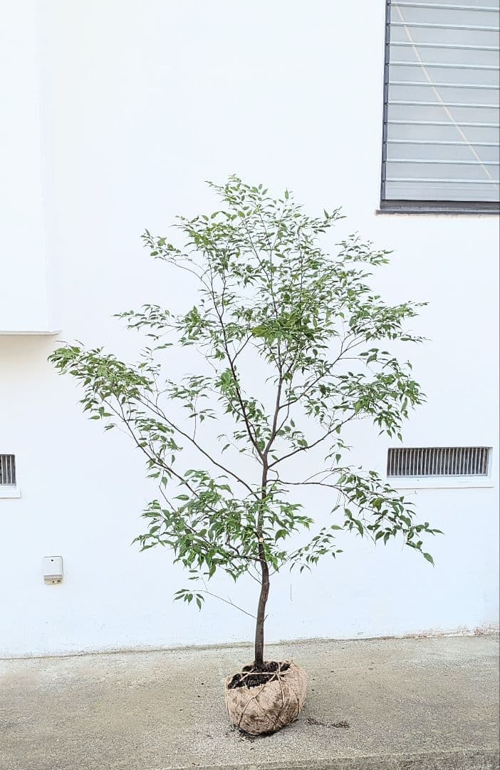 山採りハイノキ。単幹。