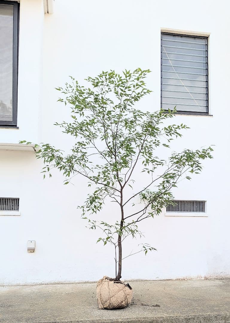 山採りハイノキ。単幹。