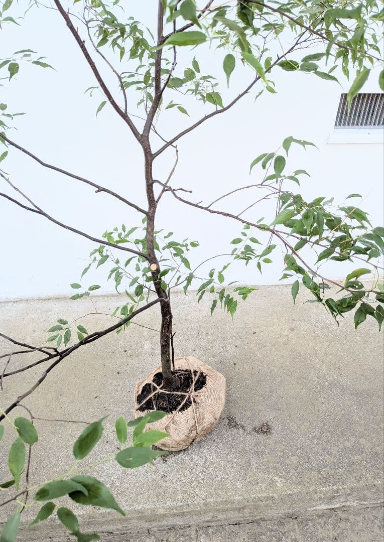 山採りハイノキ。単幹。