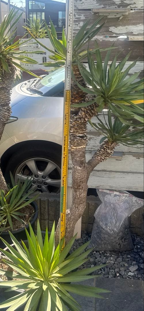 ユッカグロリオサ　分頭！　子株も有り　芋付き　1.25m以上　直接取り引きのみ