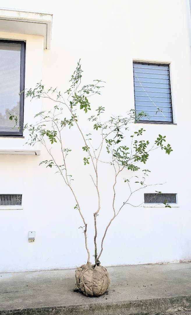 極美。山採りアセビ。