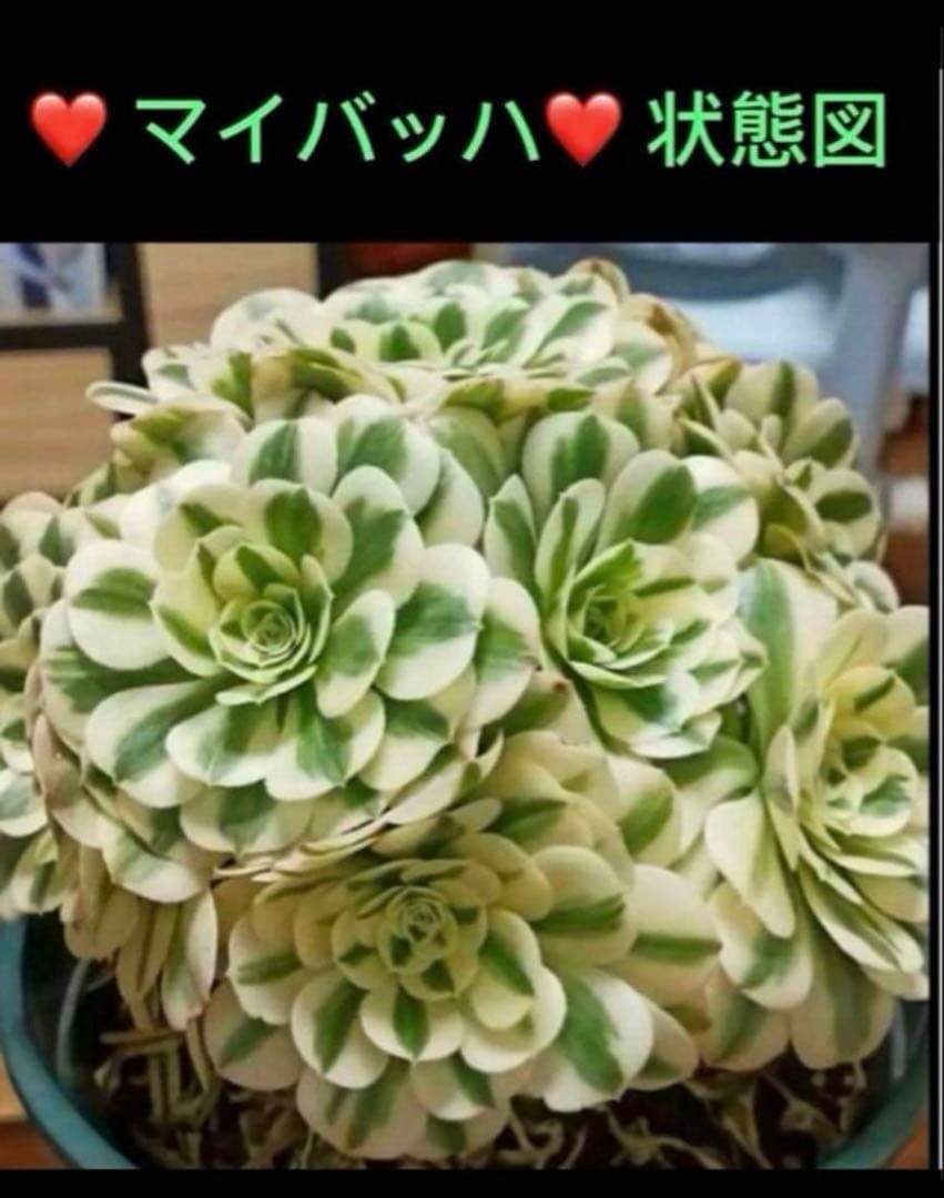 多肉植物アエオニウム錦❤️ マイバッハ❤ 状態図
