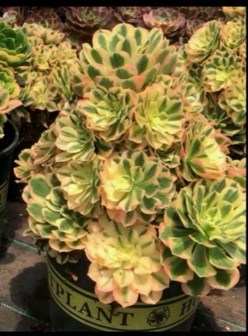 多肉植物アエオニウム錦❤️ マイバッハ❤ 状態図