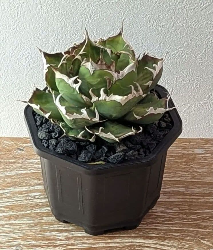 アガベチタノタ　鬼爪　良型