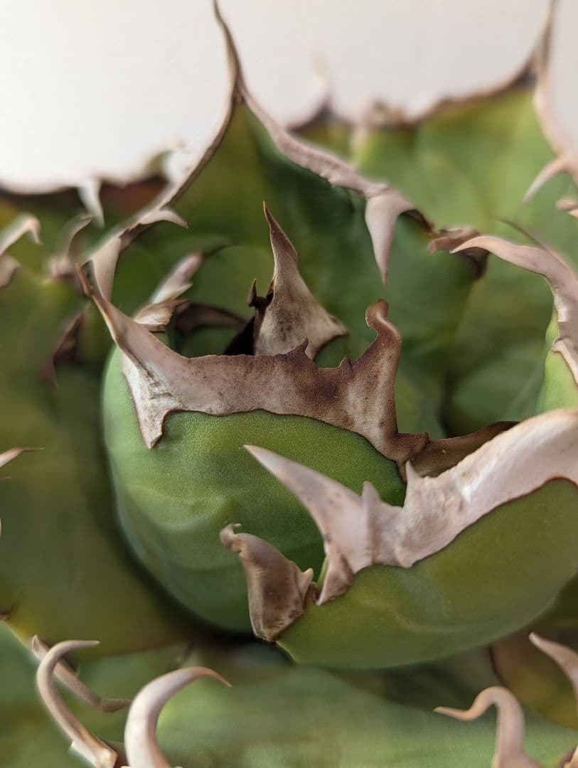 アガベチタノタ　鬼爪　良型