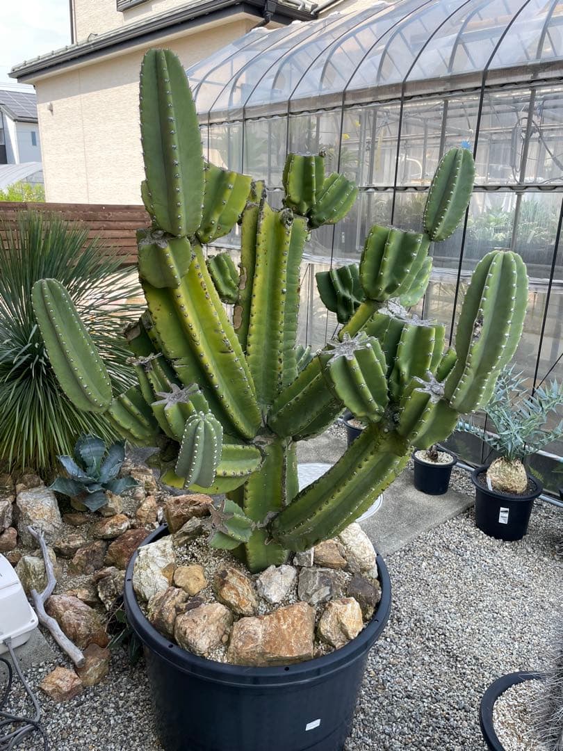 極太　柱サボテン　鬼面角　ブランチ　発根済み