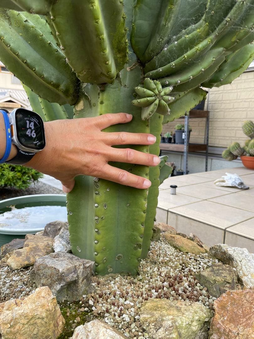 極太　柱サボテン　鬼面角　ブランチ　発根済み