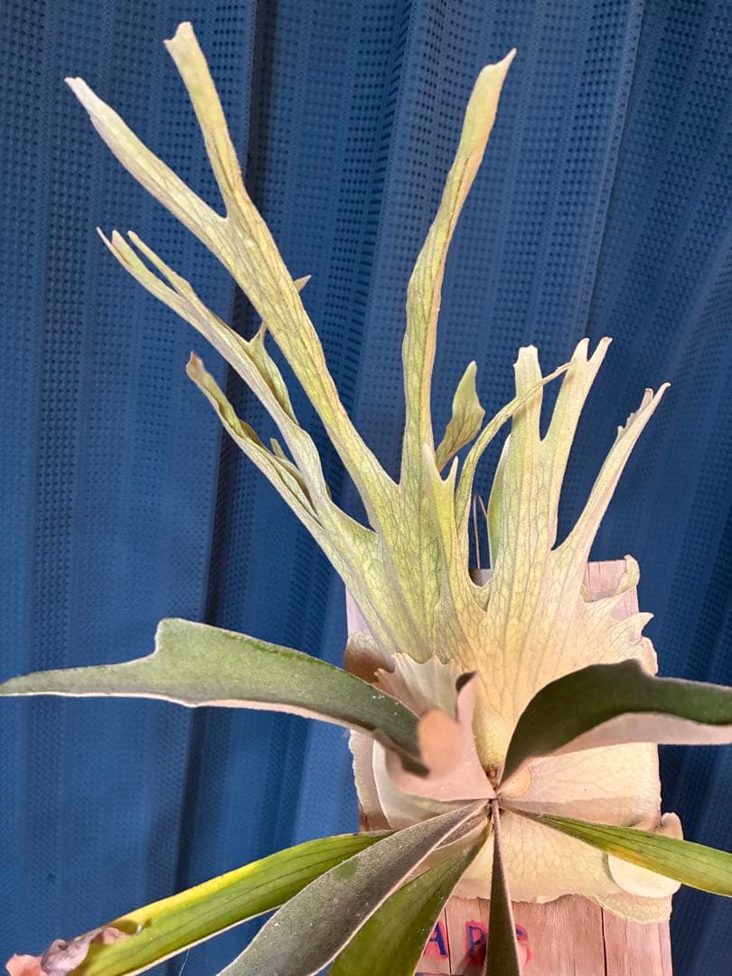 ビカクシダveitchii Auburn  ARS( mvs)