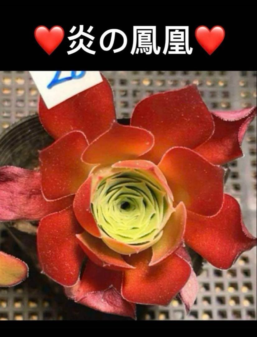 92#多肉植物❤️アエオニウム❤️炎の鳳凰❤️1大頭9小頭6子芽16cm拔き苗