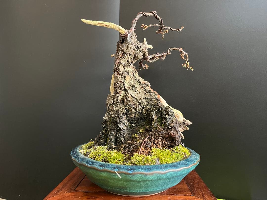 梅盆栽　野梅　古木　極太サバ幹　白花一重　(検索用　真柏、五葉松、黒松、紅葉、楓