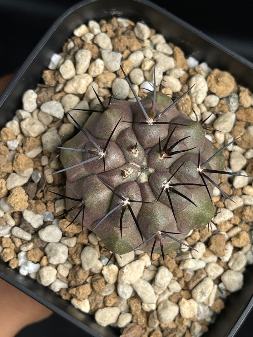 EMP コピアポア （黒王丸×カルデラナ）× 黒王丸 実生 / CT870