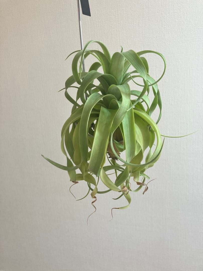 g*u様 希少 交配種 マッカラ チランジニア エアープランツ ストレプトフィラ