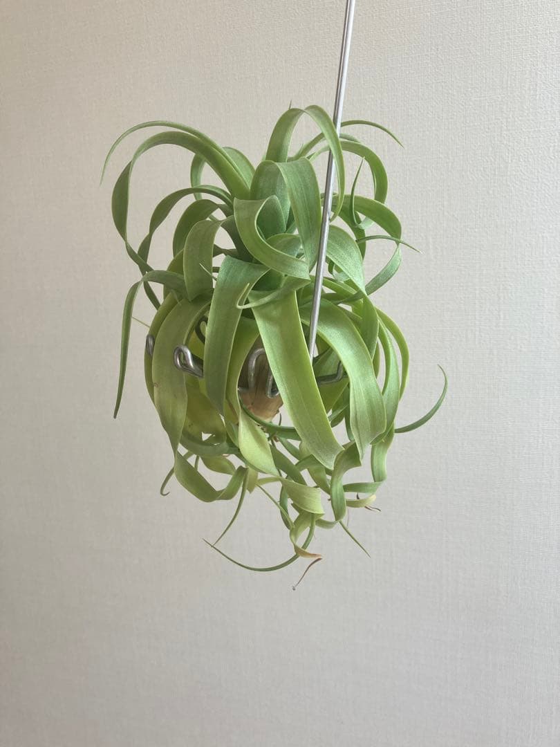 g*u様 希少 交配種 マッカラ チランジニア エアープランツ ストレプトフィラ