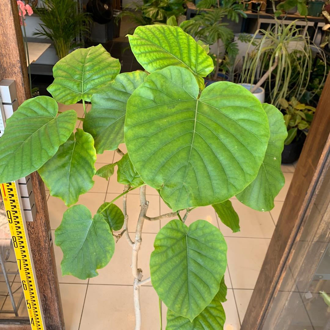 フィカス ウンベラータ 曲がり 8号