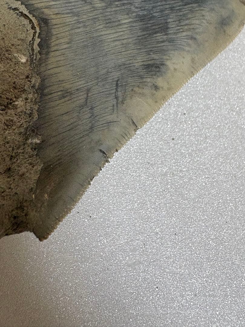 化石サメの歯メガロドンインドネシア約9.6cm 約134g 新生代第三紀中新世