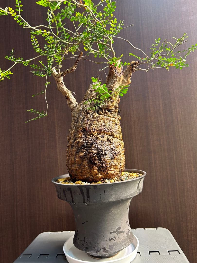 【美大株】パキプス約12 ㌢ オペルクリカリア　パキプス　現地球　発根済み