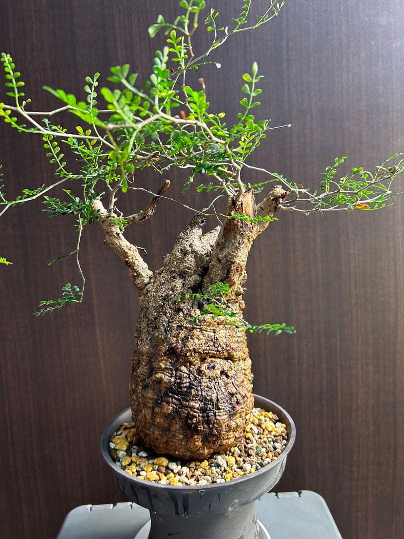 【美大株】パキプス約12 ㌢ オペルクリカリア　パキプス　現地球　発根済み