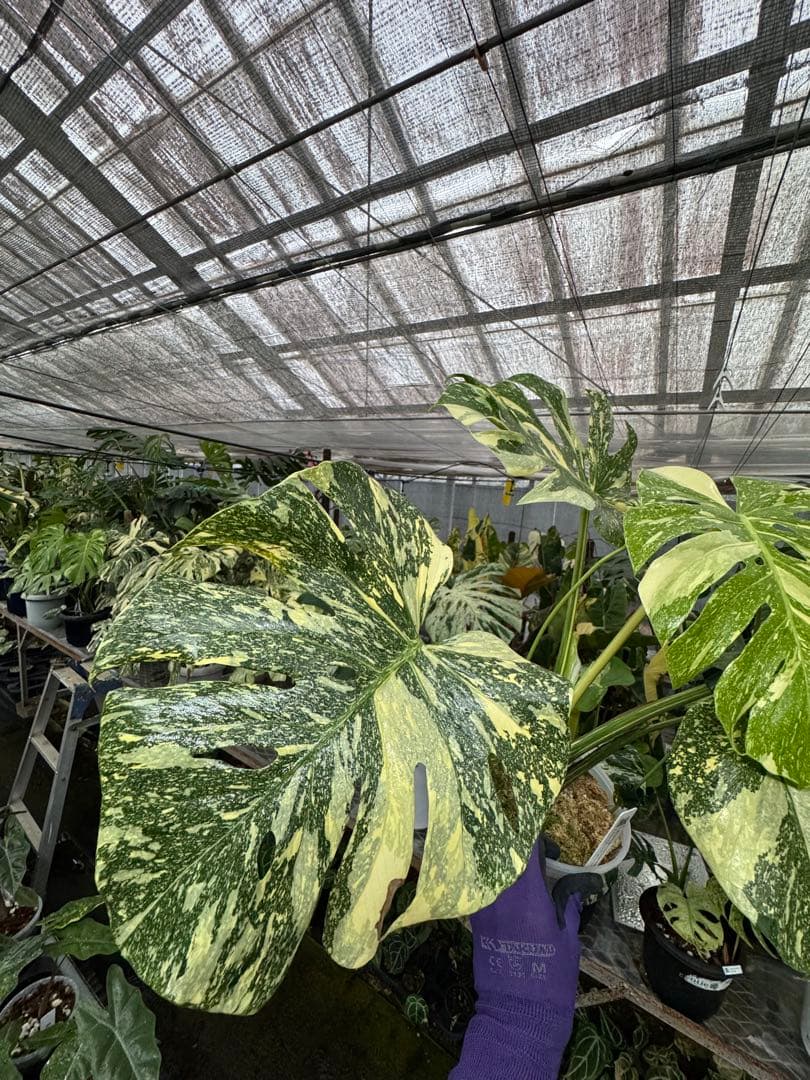 り*く様 モンステラ クリームブリュレ　しっかり発根・健康株