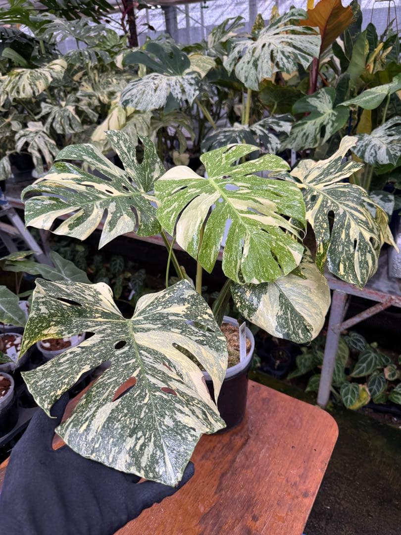 り*く様 モンステラ クリームブリュレ　しっかり発根・健康株