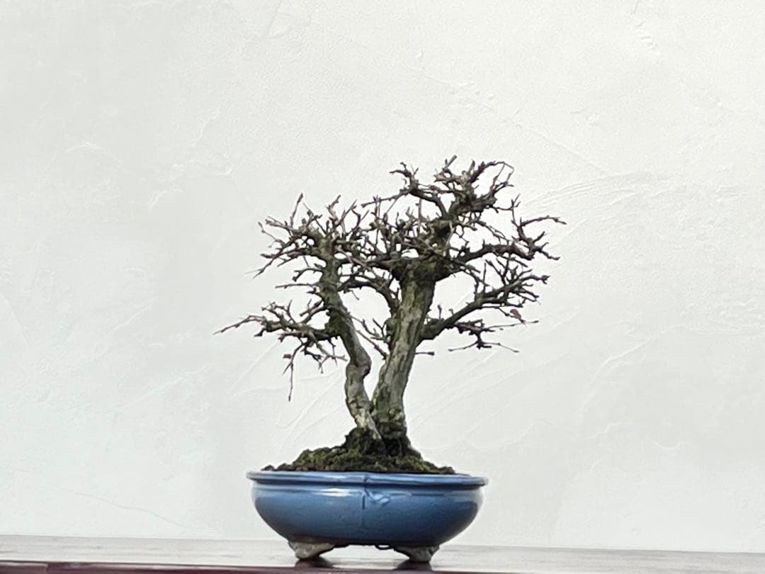 三河盆栽　いわしで　盆栽