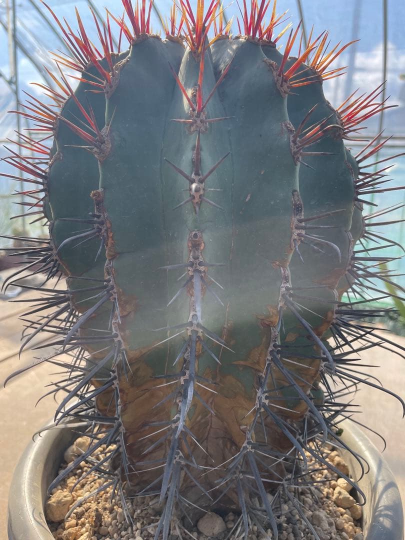 サボテン 偉冠玉 フェロカクタス 古株 巨大株