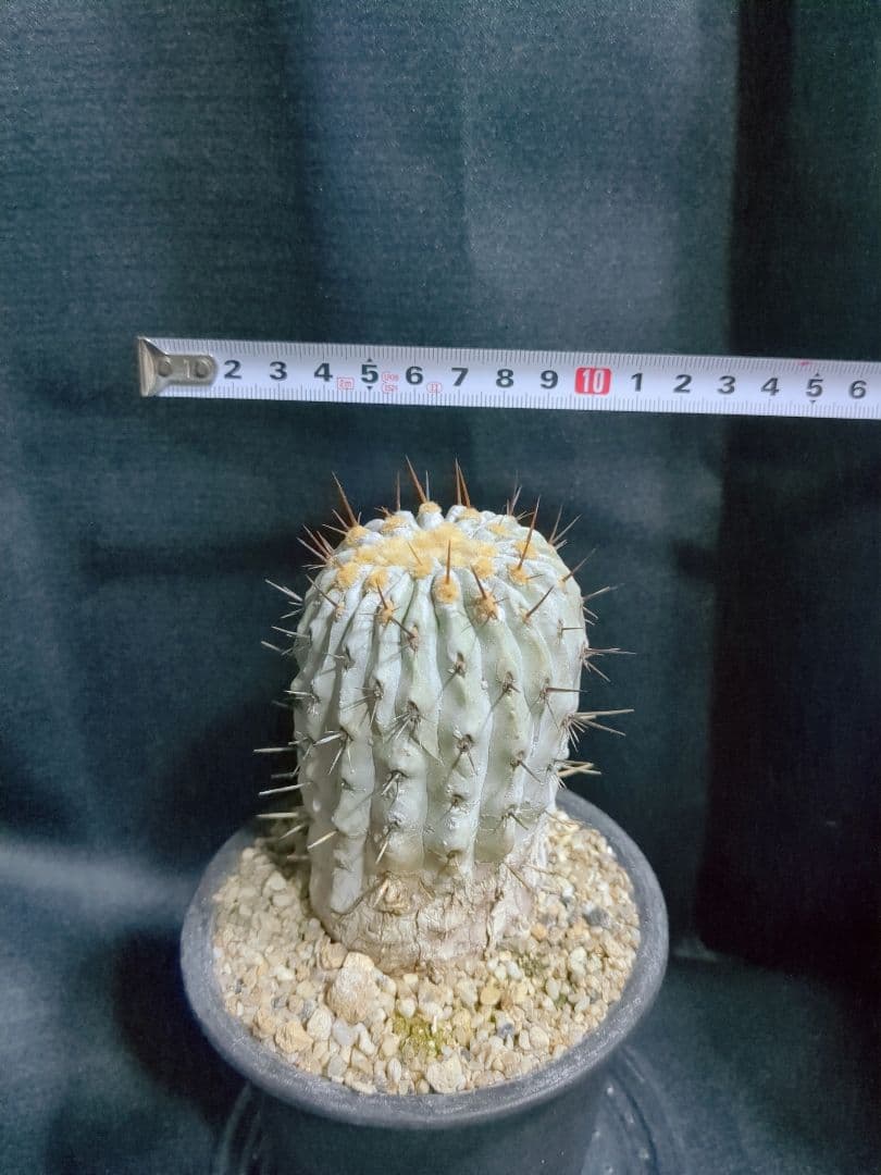 現地球 山木　Copiapoa　コピアポア コルムナアルバ　　孤竜丸