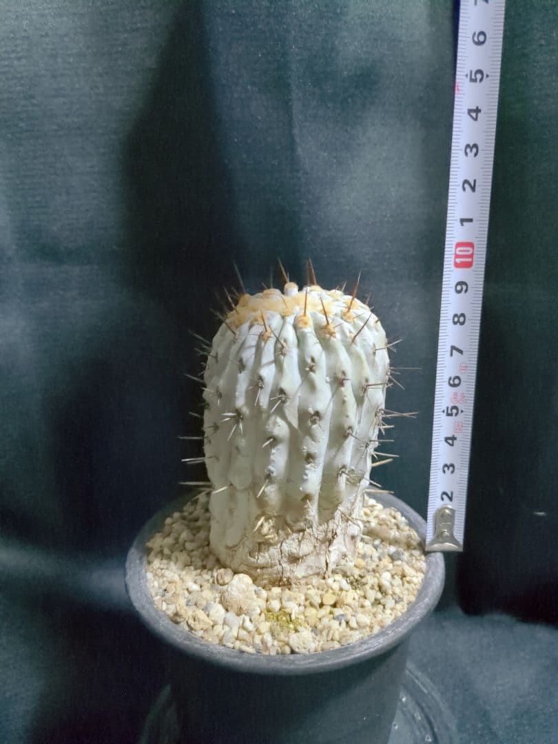 現地球 山木　Copiapoa　コピアポア コルムナアルバ　　孤竜丸