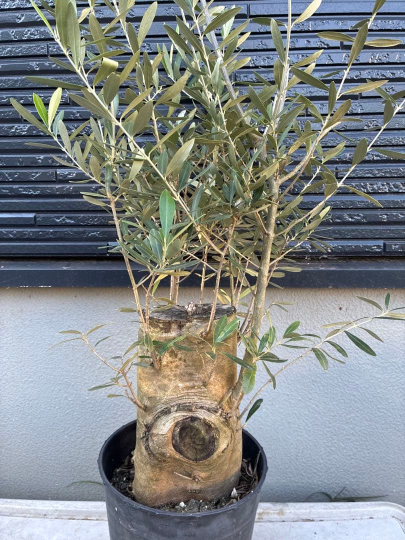 JAJA　オリーブの木　　ミッション　極太　苗