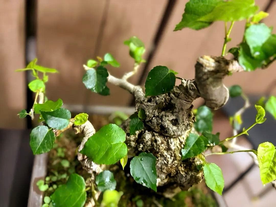 オオハマボウ　盆栽　良株　太幹　琉球盆栽　塊根植物