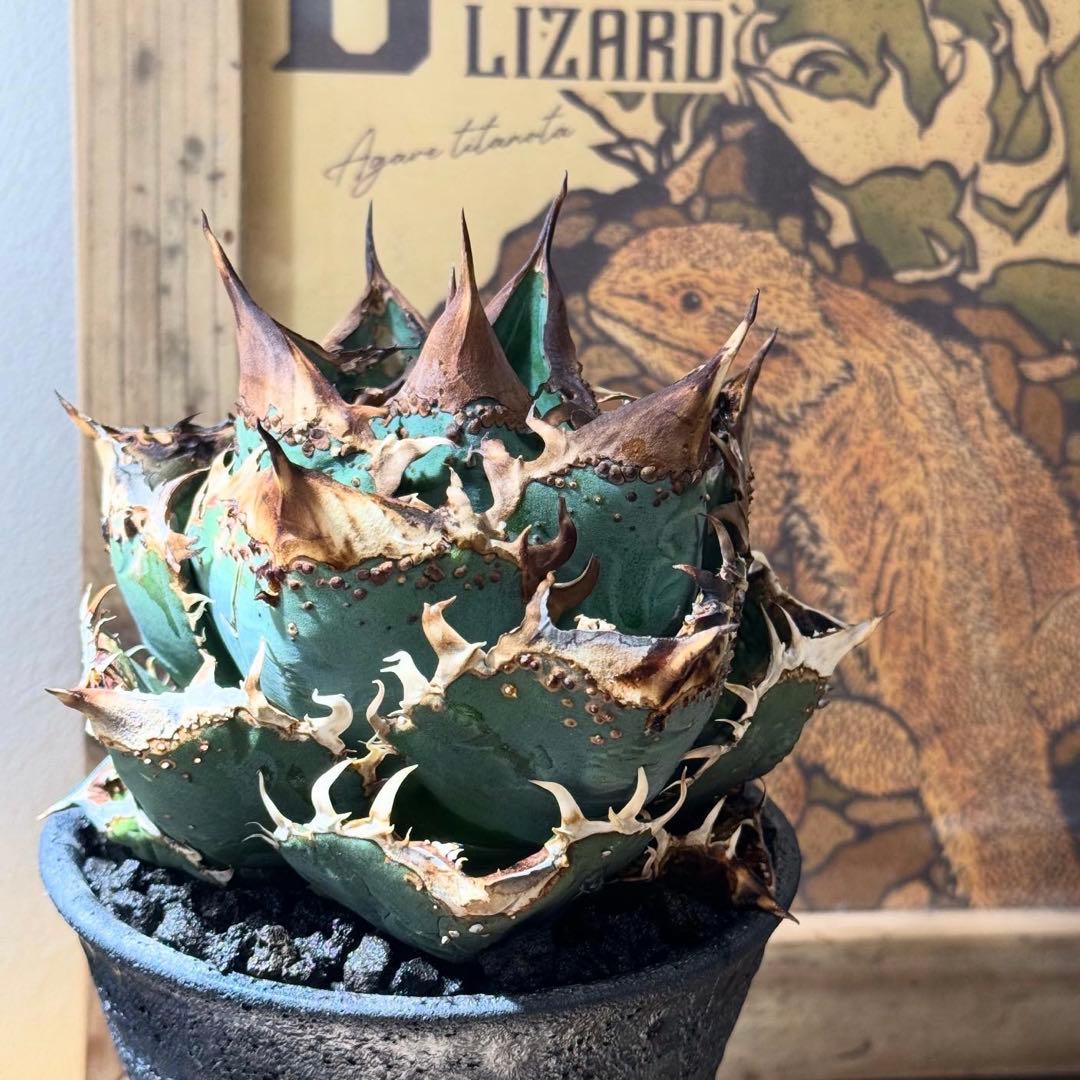 LIZE産　アガベ　チタノタ　オテロイ　冰雹　ヒョウ　太鋸歯　ブツブツ