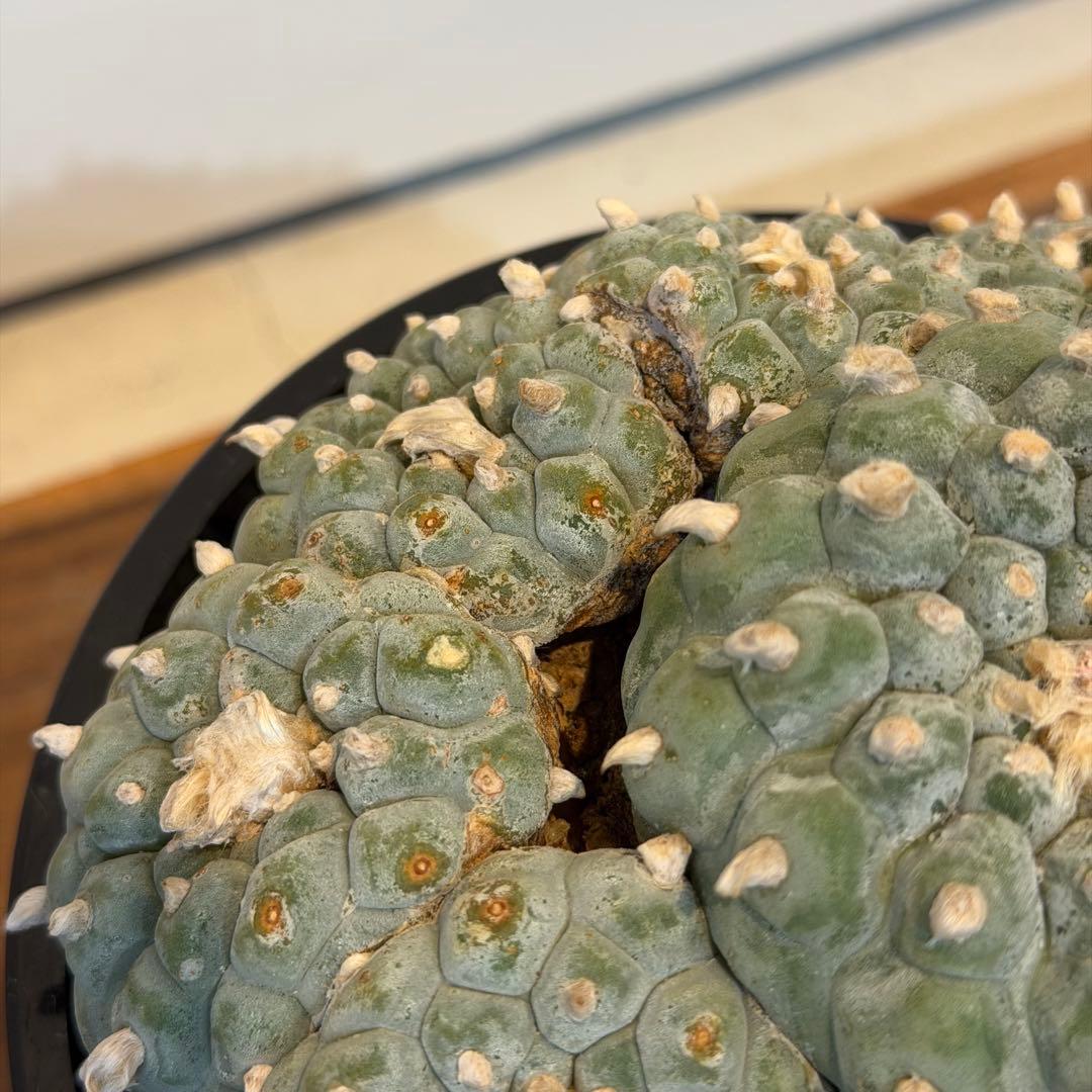 【大群生】ロフォフォラ烏羽玉 国内実生 塊根植物 サボテン コーデックス