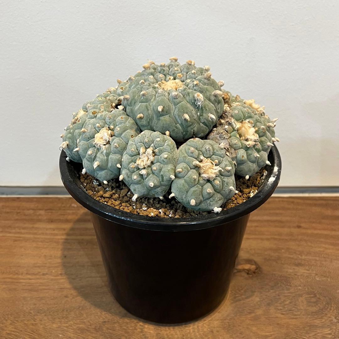 【大群生】ロフォフォラ烏羽玉 国内実生 塊根植物 サボテン コーデックス