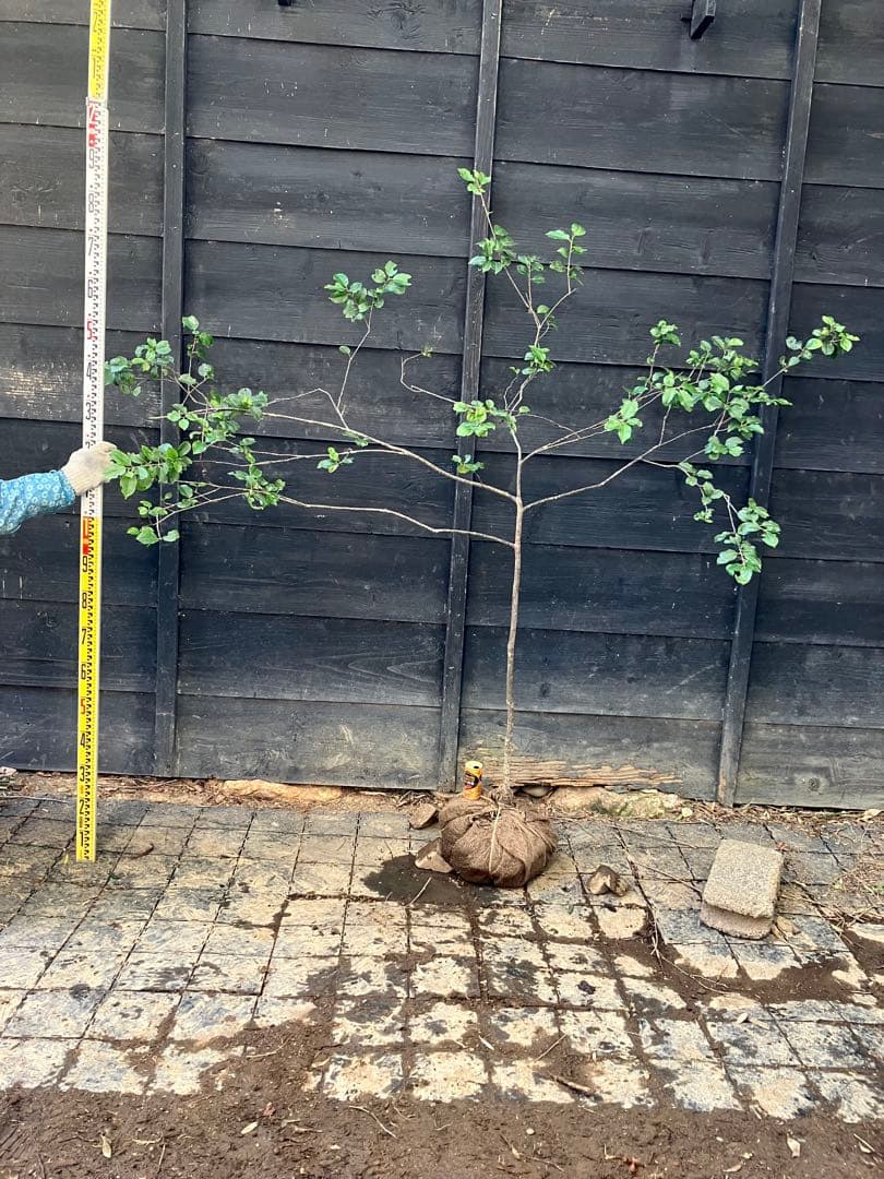 20 山採り　ソヨゴ　雌雄不明