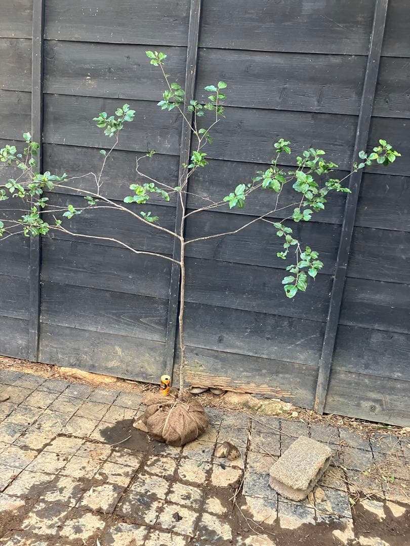 20 山採り　ソヨゴ　雌雄不明