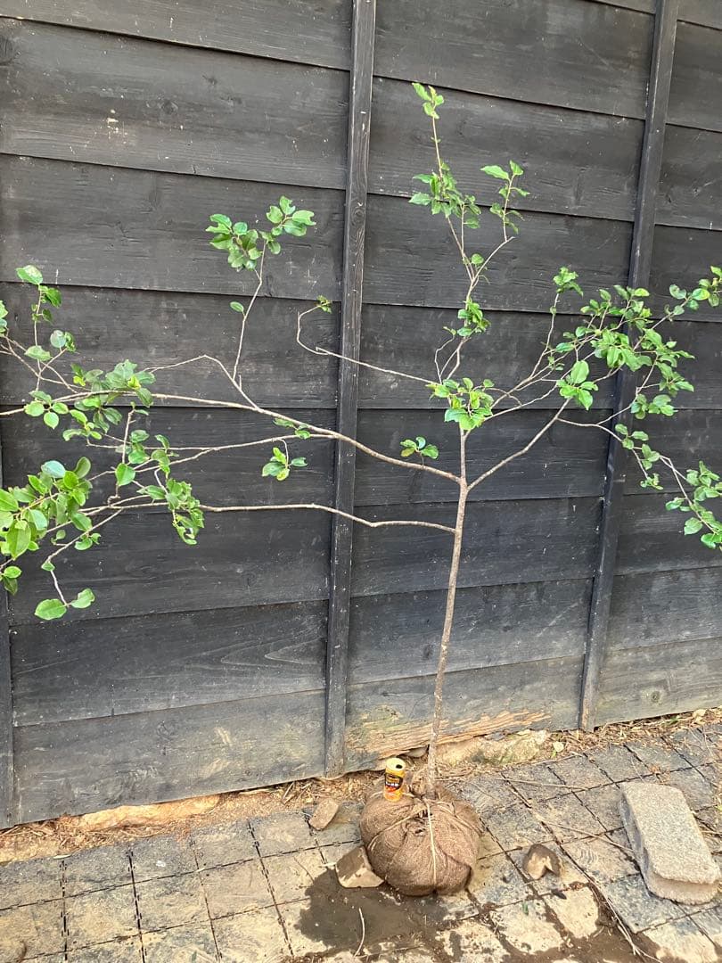 20 山採り　ソヨゴ　雌雄不明