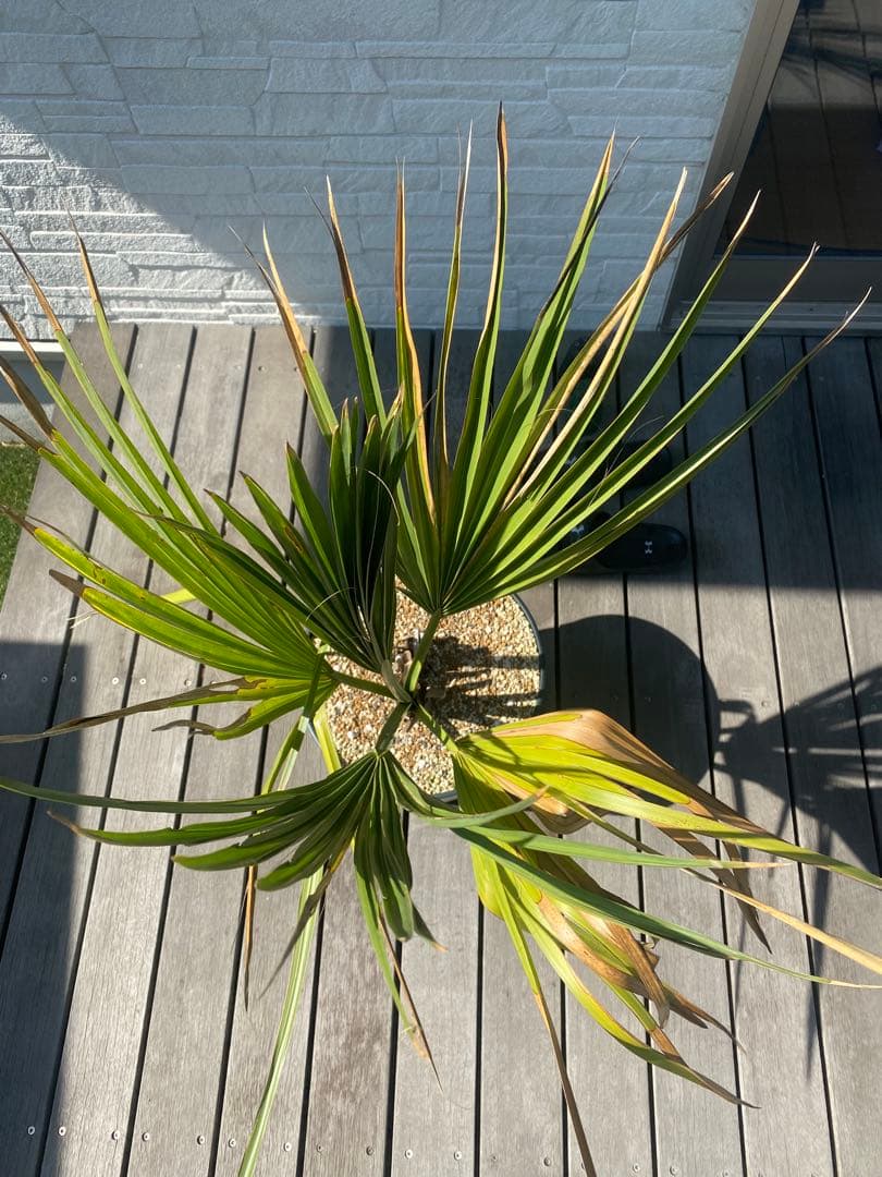 希少　オニサバル　サバル　カウシアルム　サバルヤシ