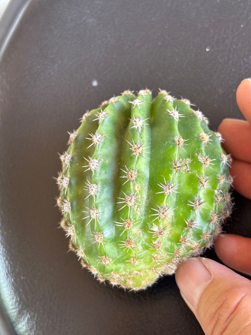 多肉植物　花サボテン　3番　(カキコ)