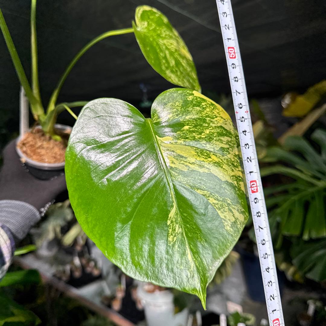 MY1モンステラ　イエローマリリン　黄斑入り　美株