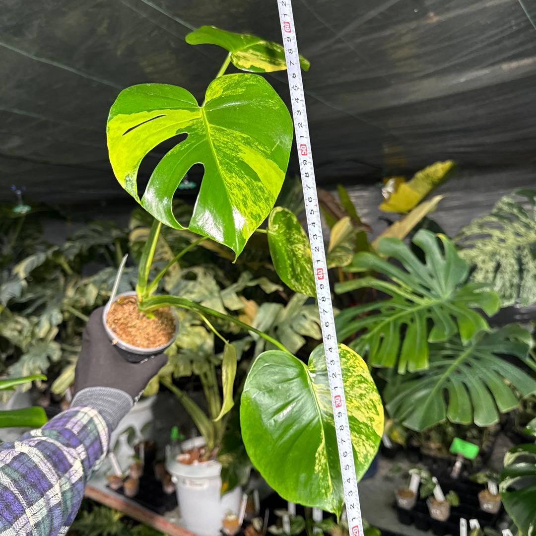 MY1モンステラ　イエローマリリン　黄斑入り　美株