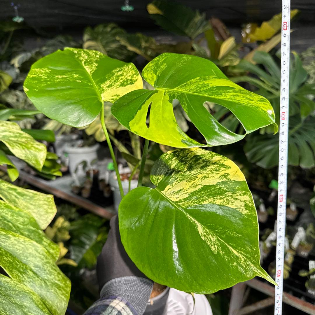 MY1モンステラ　イエローマリリン　黄斑入り　美株