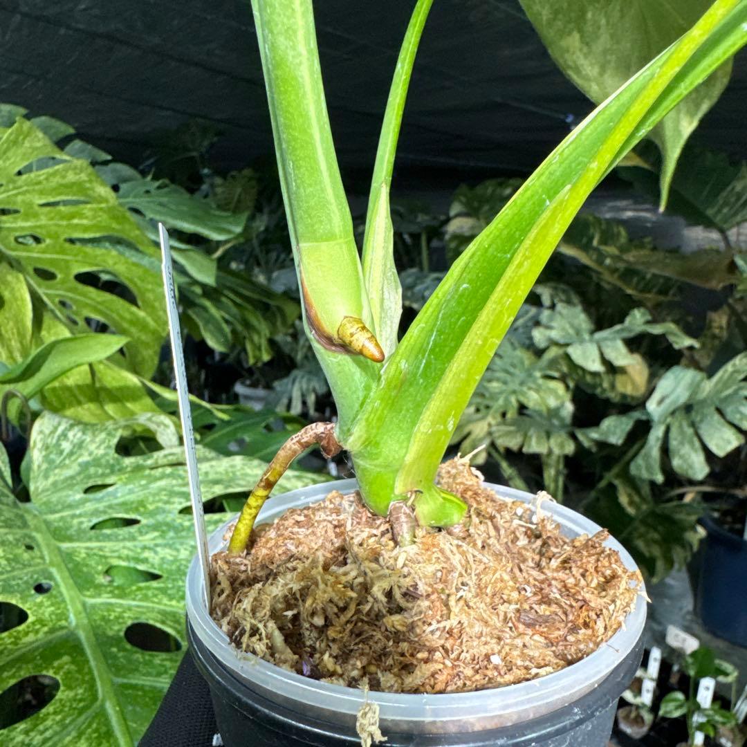 MY1モンステラ　イエローマリリン　黄斑入り　美株