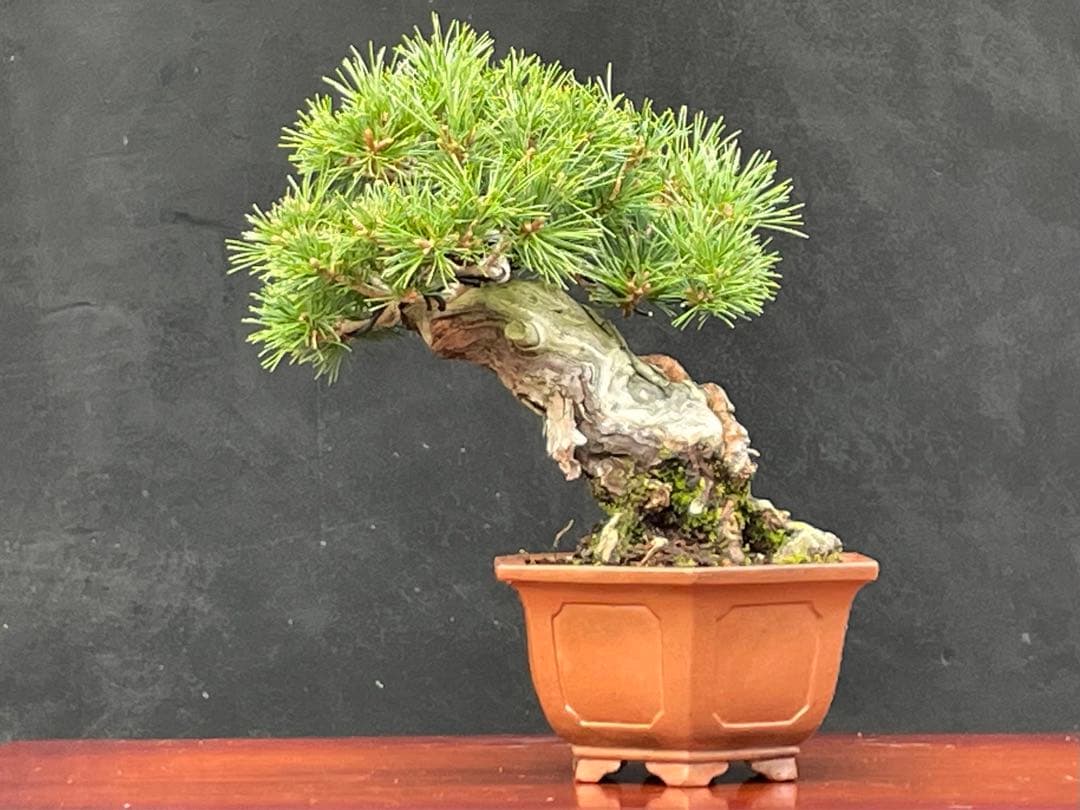 三河盆栽　盆栽愛好家在庫放出セール　小品　五葉松　瑞祥　盆栽