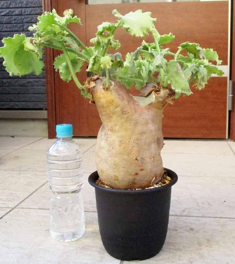 【現品】キフォステンマ・マクロプス　コーデックス　キオステンマ　5号　D8番