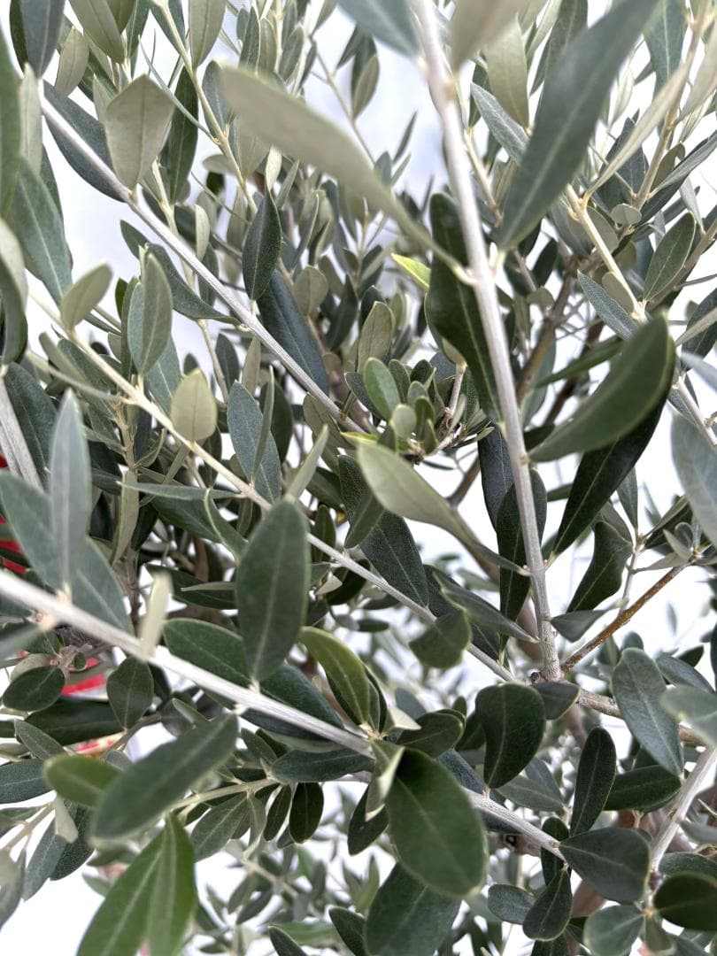 オリーブの木　ミッション　8号　約150cm　K-271　人気品種　現品掲載