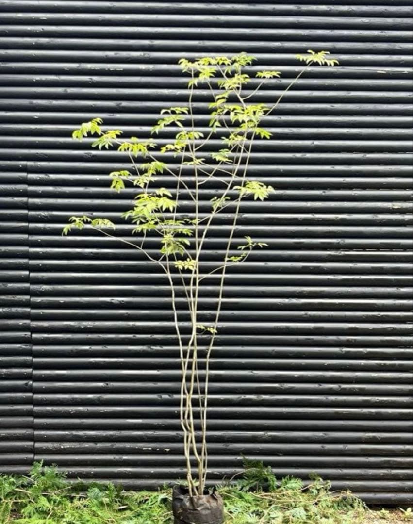 専用　山採り天然　アオダモ　５本株立ち