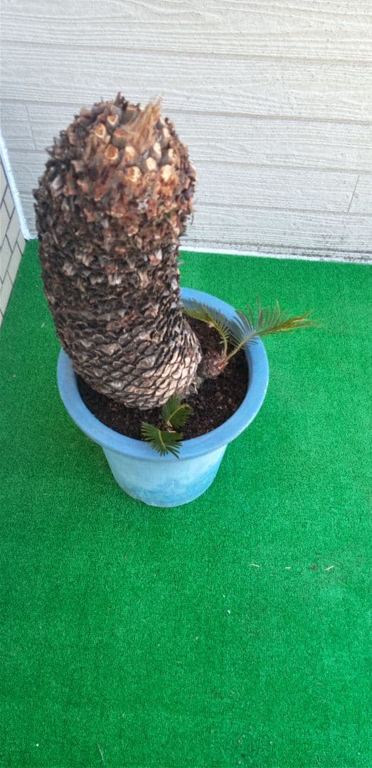 ソテツ子株付き 10号プラ鉢(青) 高さ(鉢底から75cm程)