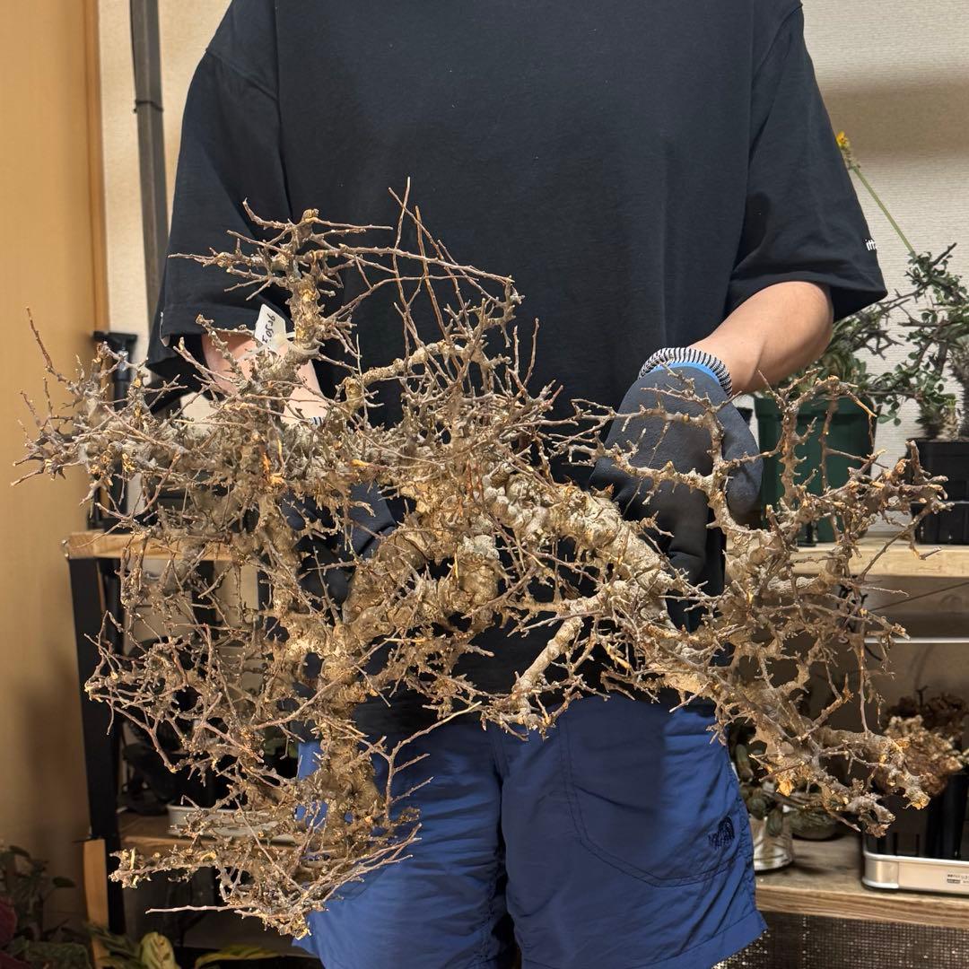 白*川様 E0526 コミフォラ エイル Commiphora sp.Ely 大