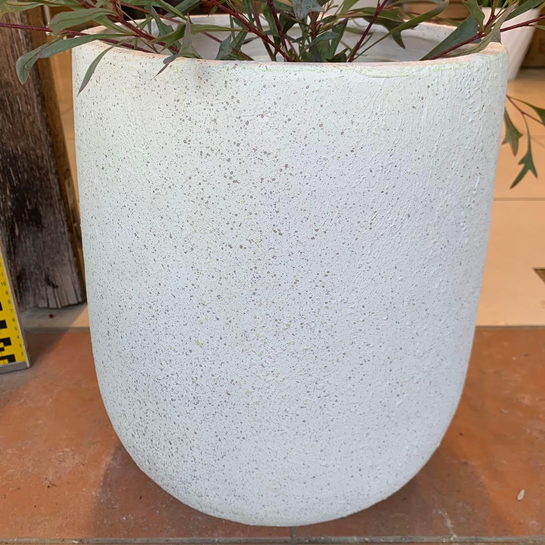 グレビレア シナフェア 2 ファイバー鉢