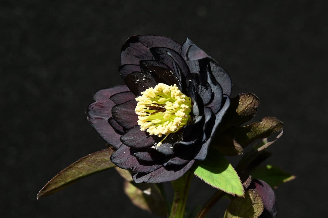 クリスマスローズ　認定Little　Collection ddブラック加藤農園