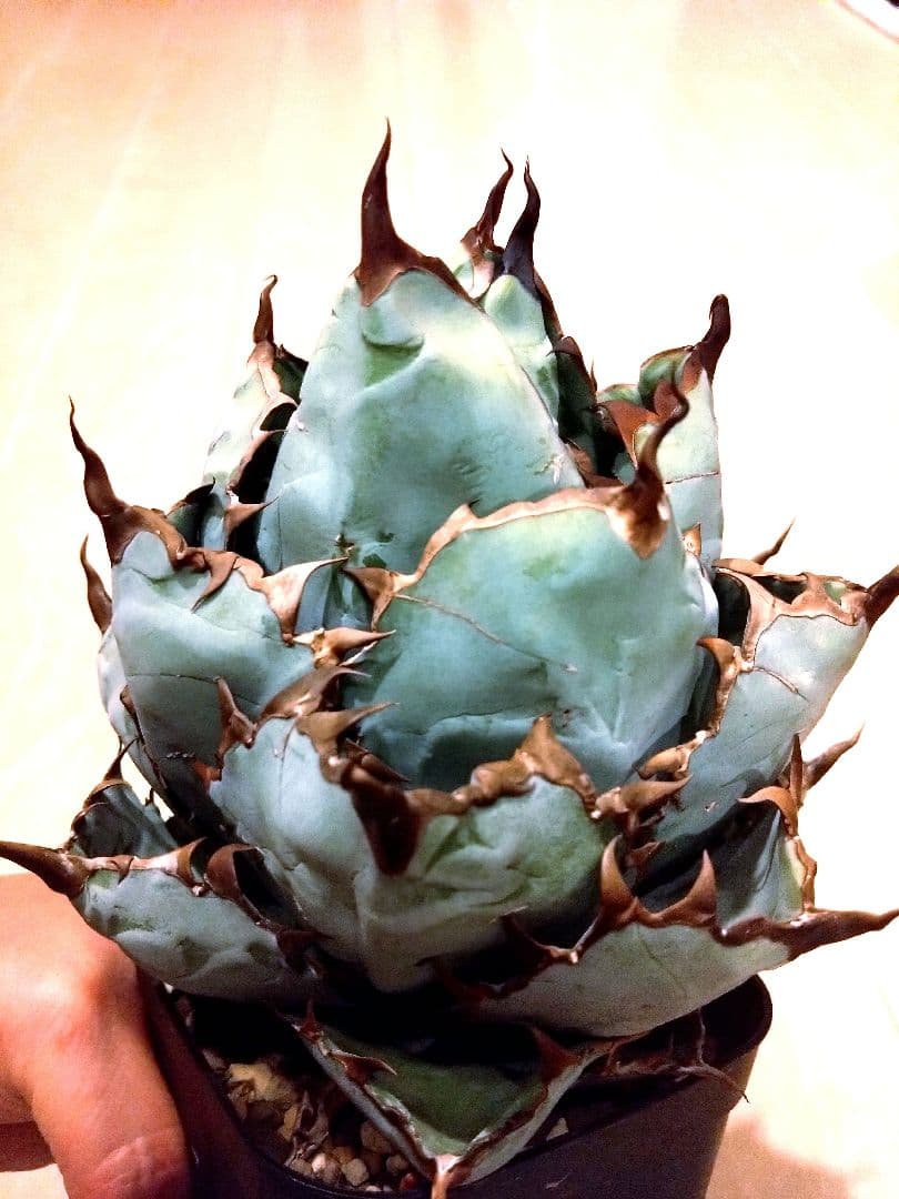 アガベ　チタノタ　ブラックアンドブルー　大株　チタノタBB コンパクト